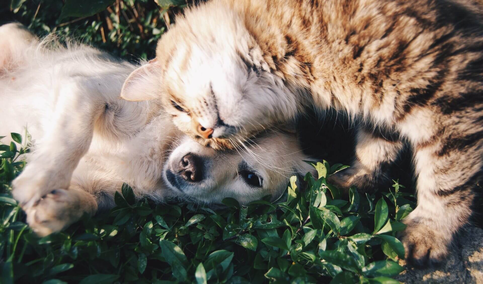 Consulta Veterinaria