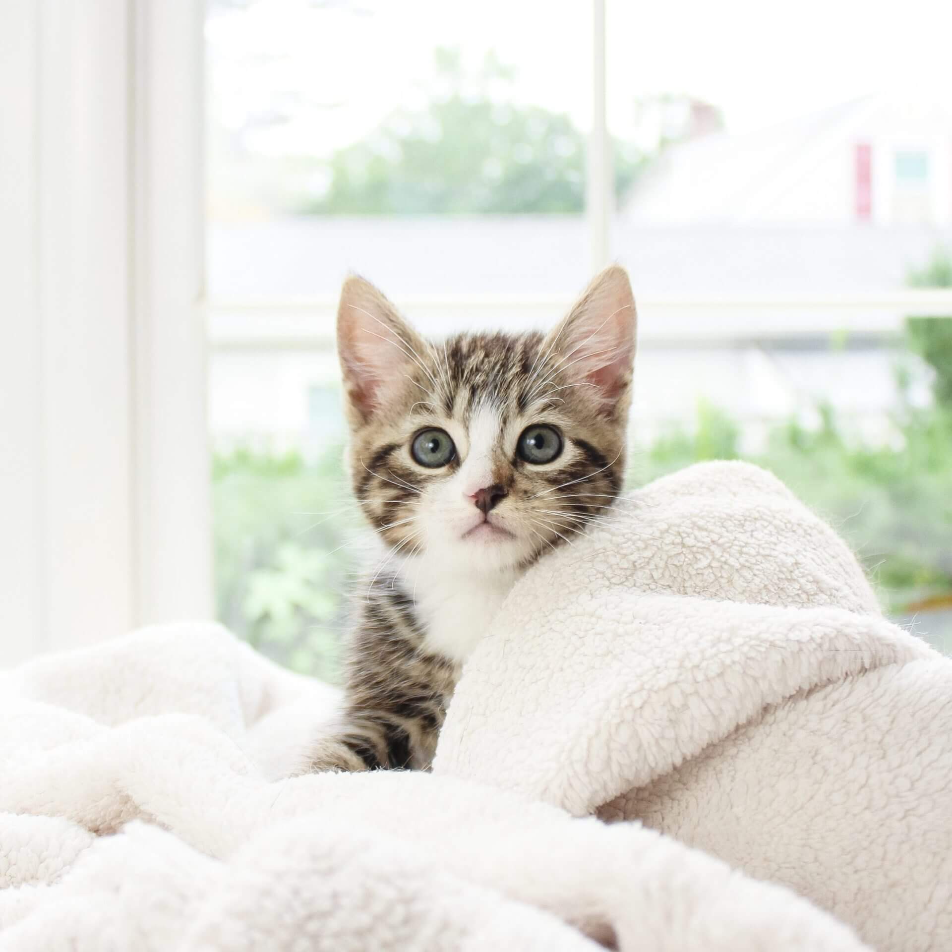 Belleza Canina y Felina