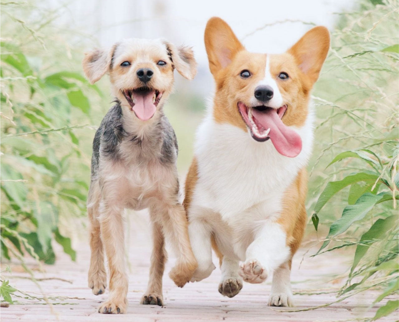 Transporte de Mascotas